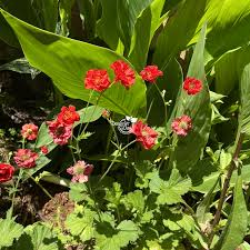 Attēlu rezultāti vaicājumam “Geum”