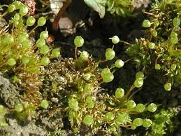 Attēlu rezultāti vaicājumam “Physcomitrium pyriforme”