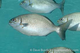 Image result for Kyphosus