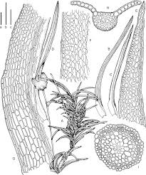 Attēlu rezultāti vaicājumam “Gymnostomum calcareum macro”