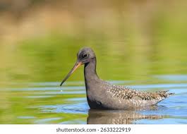 Image result for Tringa erythropus