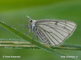 Attēlu rezultāti vaicājumam “Siona lineata”