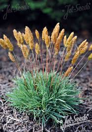 Attēlu rezultāti vaicājumam “Koeleria glauca”