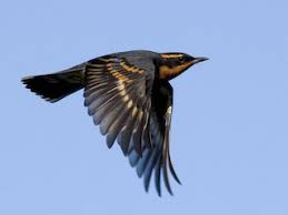 Image result for Ixoreus naevius