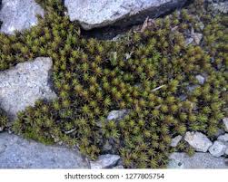 Attēlu rezultāti vaicājumam “Polytrichum piliferum”