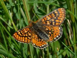 Attēlu rezultāti vaicājumam “Euphydrias aurinia underside”