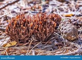 Attēlu rezultāti vaicājumam “Thelephora palmata”