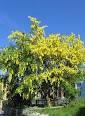 <b>Laburnum</b> - Wikipedia, the free encyclopedia