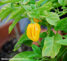 Afbeeldingsresultaat voor aji habanero hot pepper