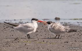Attēlu rezultāti vaicājumam “Hydroprogne caspia”