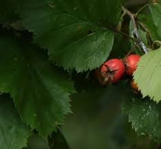 Attēlu rezultāti vaicājumam “Crataegus submollis fruit”
