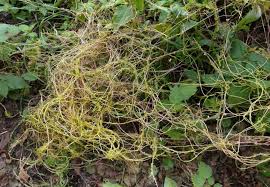 Attēlu rezultāti vaicājumam “Cuscuta europaea fruit”