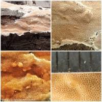 Attēlu rezultāti vaicājumam “Junghuhnia nitida”