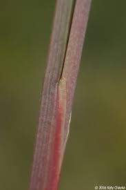 Attēlu rezultāti vaicājumam “Juncus stygius”