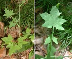 Attēlu rezultāti vaicājumam “Mycelis muralis leaf”