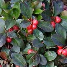 Attēlu rezultāti vaicājumam “Gaultheria cuneata”