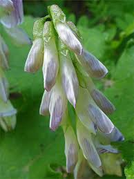 Attēlu rezultāti vaicājumam “Vicia sylvatica bud”