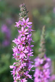 Image result for Blutweiderich