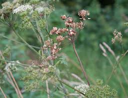 Attēlu rezultāti vaicājumam “Heracleum sphondylium subsp. sibiricum leaf”