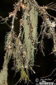 Attēlu rezultāti vaicājumam “Usnea filipendula”