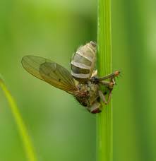 Attēlu rezultāti vaicājumam “Entomophthora”