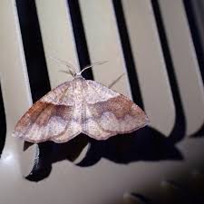 Attēlu rezultāti vaicājumam “Plagodis pulveraria”