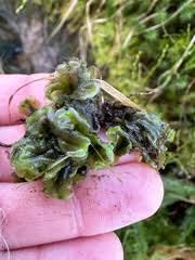 Attēlu rezultāti vaicājumam “Pellia epiphylla”