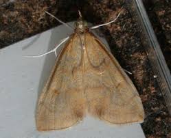 Attēlu rezultāti vaicājumam “Mecyna flavalis”