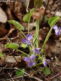 Attēlu rezultāti vaicājumam “Viola collina leaf”