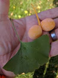 Attēlu rezultāti vaicājumam “Ginkgo biloba leaf”