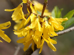 Attēlu rezultāti vaicājumam “Forsythia viridissima flower”