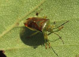 Attēlu rezultāti vaicājumam “Elasmostethus interstinctus imago”