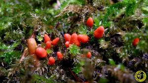 Attēlu rezultāti vaicājumam “Lycogala conicum”