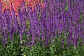 Image result for Salvia nemorosa