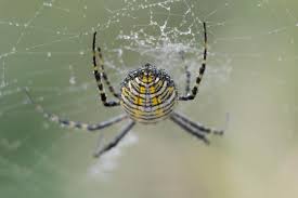 Attēlu rezultāti vaicājumam “Argiope bruennichi female”