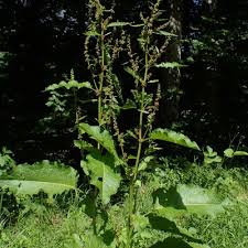 Attēlu rezultāti vaicājumam “Rumex obtusifolius”