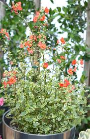 Image result for Alonsoa liniflora