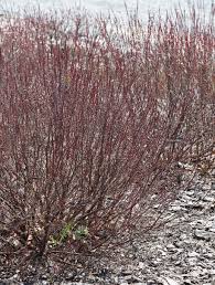 Attēlu rezultāti vaicājumam “Myrica gale”