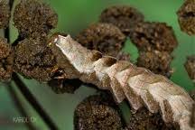 Attēlu rezultāti vaicājumam “Melanchra persicariae larva”