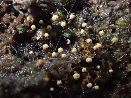 Attēlu rezultāti vaicājumam “Cribraria splendens”