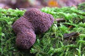 Attēlu rezultāti vaicājumam “Tubifera ferruginosa (subsp. ferruginosa) sessile”