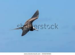 Image result for Fregata aquila