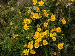 Image result for Chrysanthemum segetum