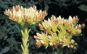 Attēlu rezultāti vaicājumam “Sedum pallidum bud”