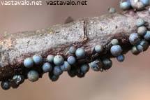 Attēlu rezultāti vaicājumam “Lamproderma nigrescens young”