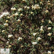 Attēlu rezultāti vaicājumam “Ledum palustre leaf”