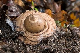 Attēlu rezultāti vaicājumam “Geastrum rufescens”