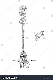 Attēlu rezultāti vaicājumam “Orobanche coerulescens bud”