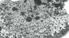 Attēlu rezultāti vaicājumam “Hypotrachyna sp.”