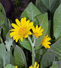 Attēlu rezultāti vaicājumam “Mollisia uda”